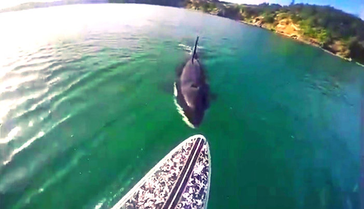 Sörf Yapan Adamın Arkasında Biten Katil Balina