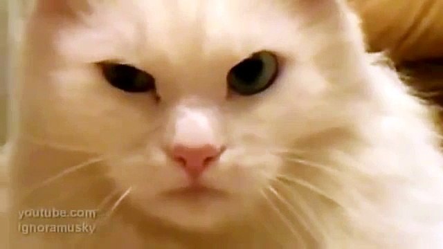 Кот морально убил хозяина