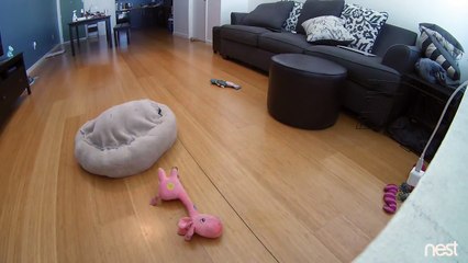 Ce bulldog coincé sous son tapis se transforme en tortue!