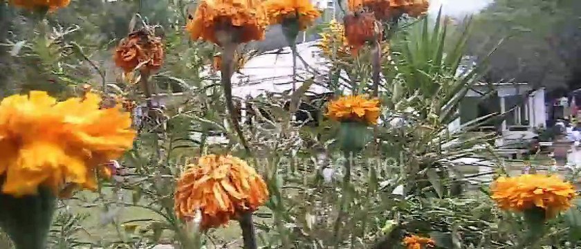 fascinating view is of the famous White Palace PKG By Abdullah Sherin