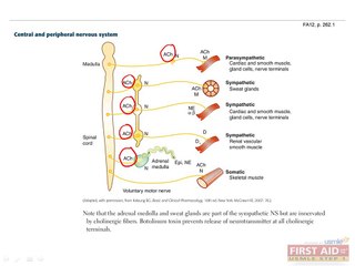 Pharmacology Autonomic Drugs Part 1