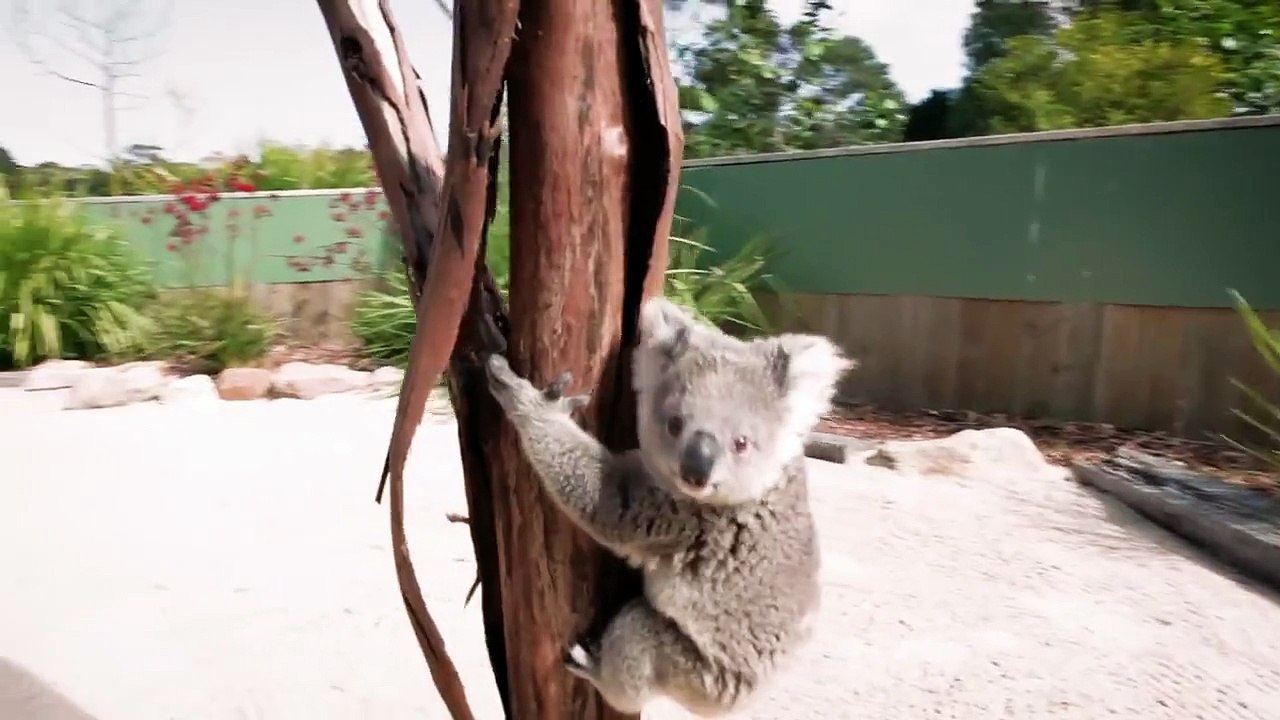 Un koala court faire un câlin au cameraman