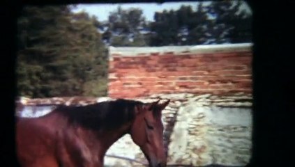 Cheval en carrière (Oinville)