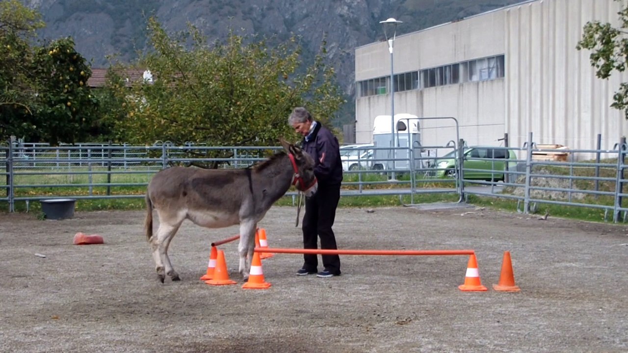 Défi d'octobre latéral Merlin
