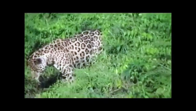 Jaguar attacks crocodile under the water Jaguar vs crocodile (HD)