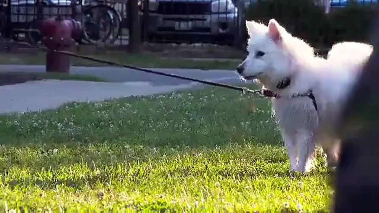Giant Robot Spider Attacks Dogs #Prank Watch