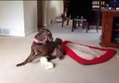 Dog Dances With Excitement for New Bone