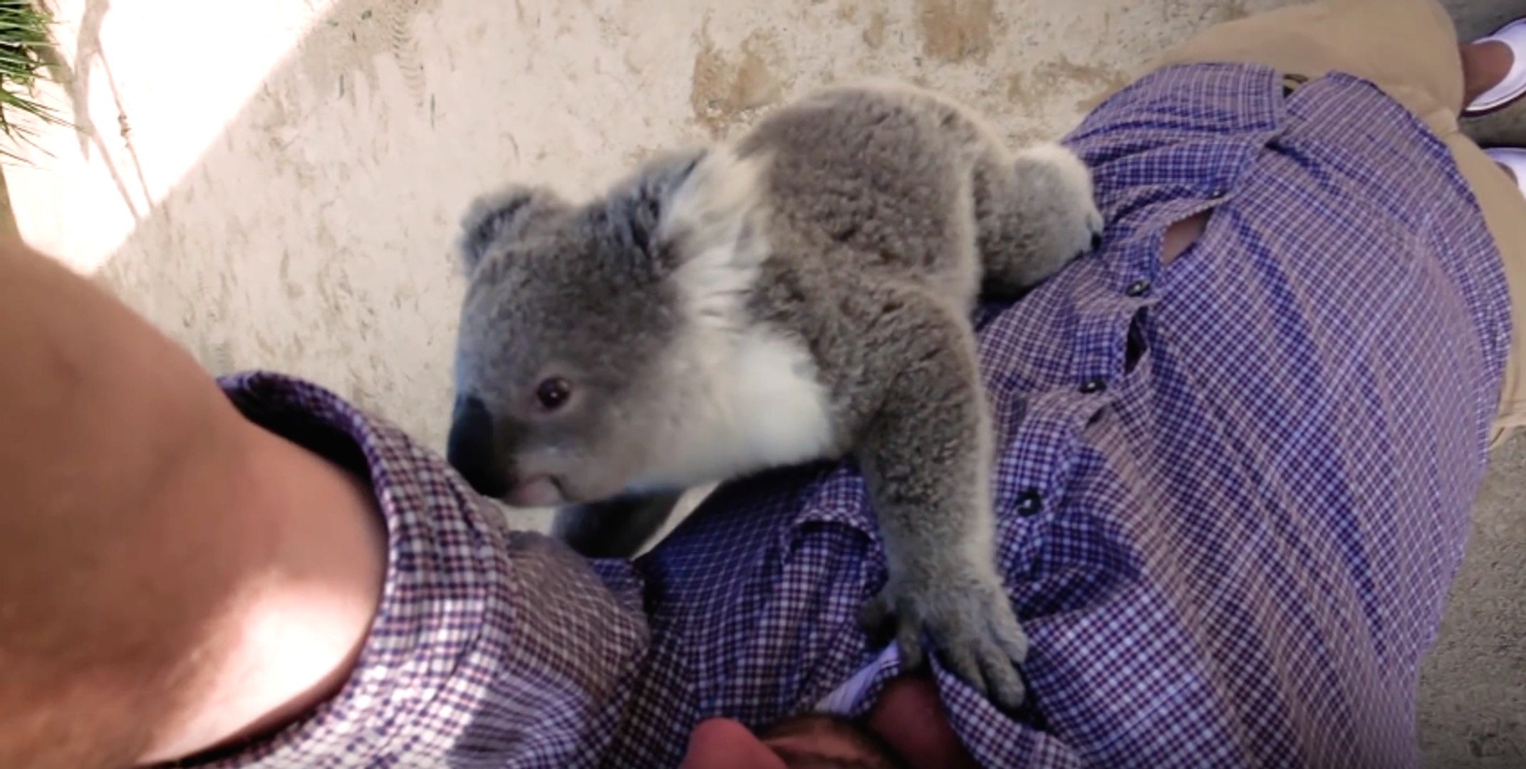 Un Bebe Koala Grimpe Sur Un Cameraman Pour Lui Faire Un Calin Video Dailymotion