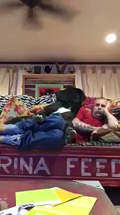 Ce chien géant pense qu'il est tout petit et veut dormir sur son maitre... Ahaha