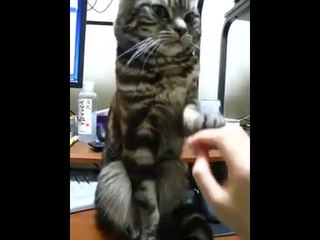 Ce Chat qui Refuse Poliment qu'on le Caresse