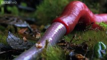 Monster leech swallows giant worm - Wonders of the Monsoon- Episode 4 - BBC Two