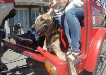 Tri-Pawed: Sheridan the Dog Battles Cancer