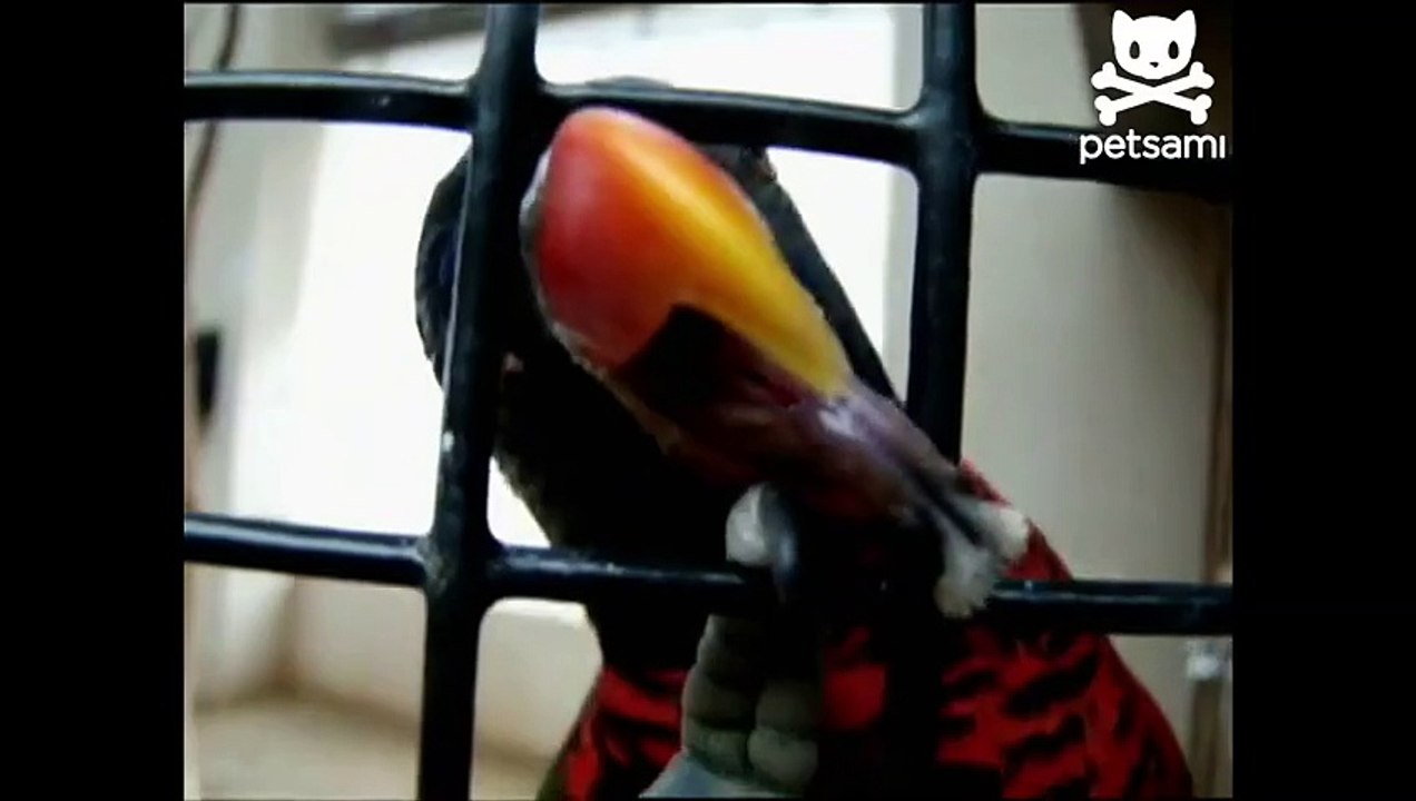 Long tongued bird licks like a lizard