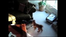 Little dog rubs butt in other dogs face