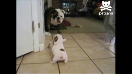 Baby bulldog scares away big mama