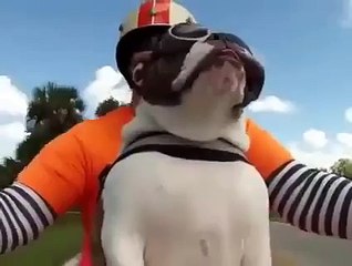 Bulldog Sees A Biker Wave At Us And She Waves Back
