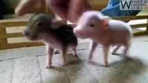 Cute Animals Video Compilation New 2015 [Part 1] - Adorable Animals, Awesome, Baby Cutest