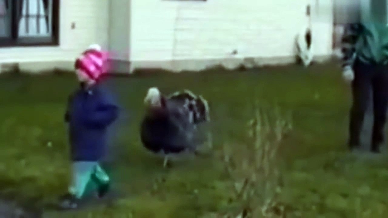 Funny Birds Attacking Humans - Funny Animals Compilation