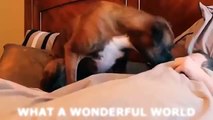 Dogs Waking Up Their Owners Compilation 2015 | Dogs VS Owners | Funny Dogs | Cute Dogs