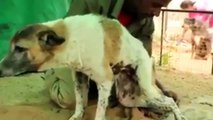 Animal Rescue Compilation Video - People Rescuing Animals [Homeless Dog Rescue, Team, Anim