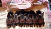 New Born Puppies accompanied to Nursery Rhymes Melody - Cute Sleeping Puppies, Mopsi, Pugs