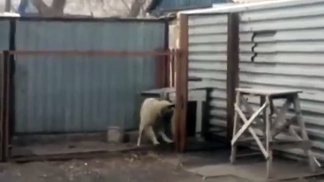 Funny Animals | Funny Dog Dancing | German Shepherd Funny Dancing | Funny Animal Videos