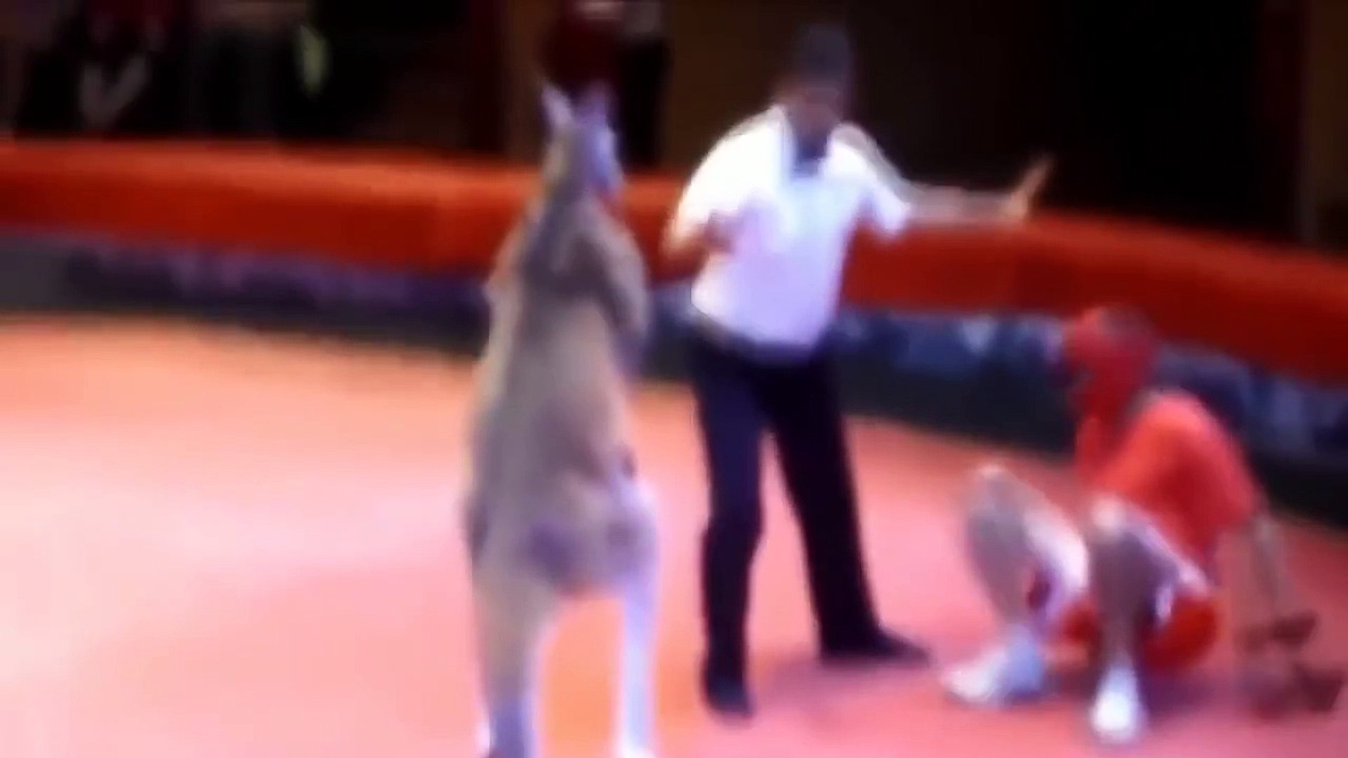 Kangaroo Boxing Funny Circus Show - Man vs Kangaroo