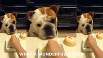 Funny Dog - English Bulldog Requesting to Eat - Super Trained Dog - Funny Animals