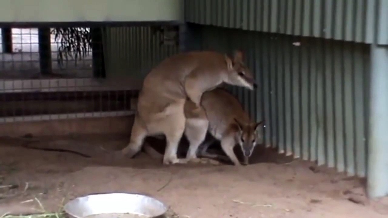 Funny Hot Kangaroo mating compilation 2015 || Part 3 HD - Dailymotion Video