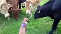 Dog and Herd Of Cows Meeting at Firs Time - AMAZING Animals