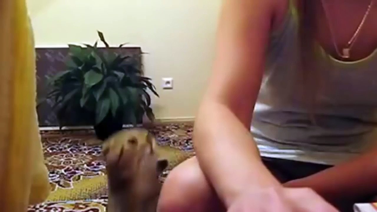 Cute Cats Demands Petting Compilation - Funny Cats