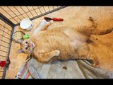 Os 5 maiores gatos de raças do mundo -Bred cat World