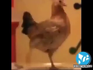 chikens dance .great masti and funnn