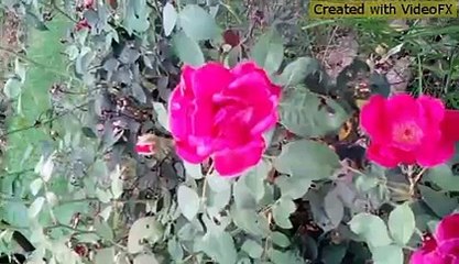 Enjoying Weekends. (Some Funny Moments)