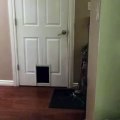 This Cat Refuses To Use The Cat Door In A Normal Way