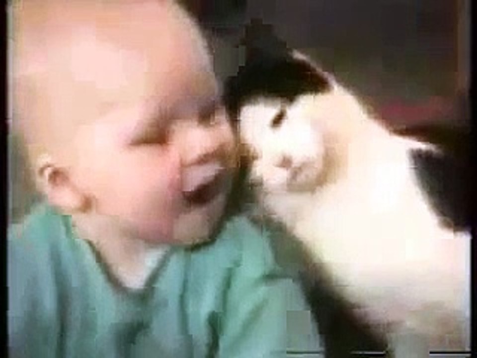Funny Videos: Funny Cats Compilation
