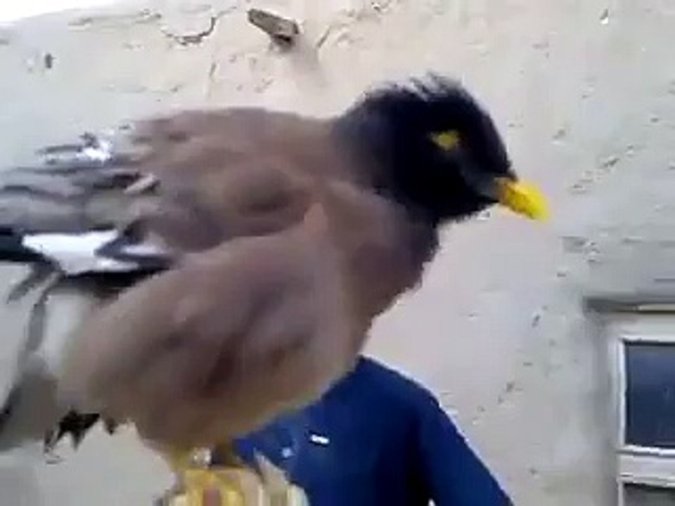 NICE BIRD TALKING
