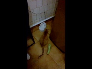 Cat remarkably startled by harmless object