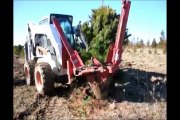 Tree Digging at HH Farm in Pa       White Pine trees