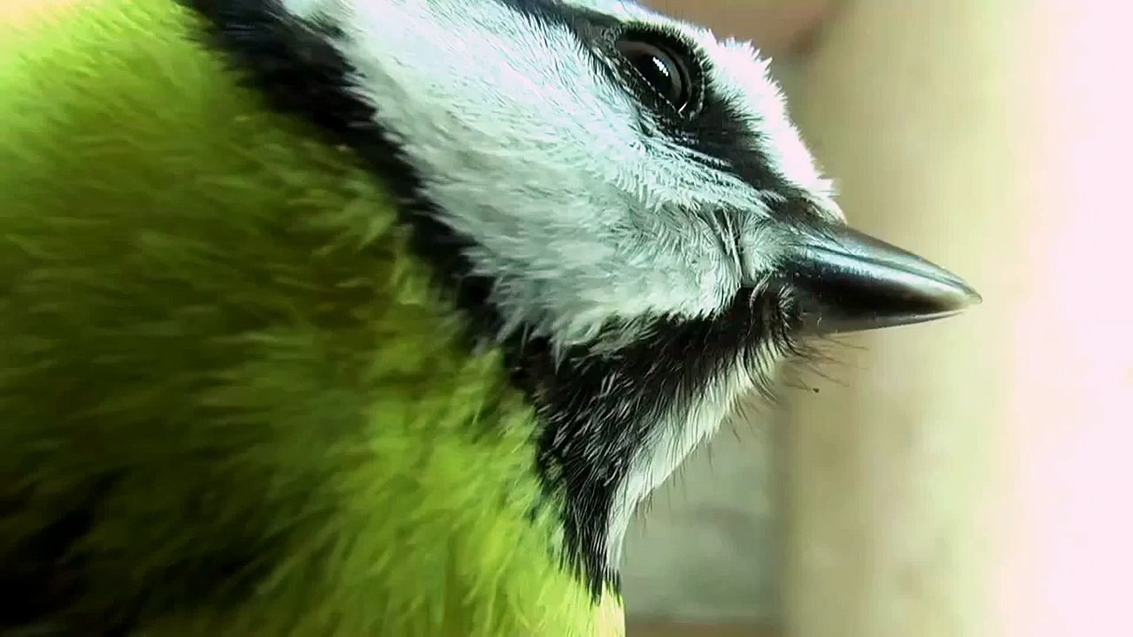 Cyanistes caeruleus males contest nestbox