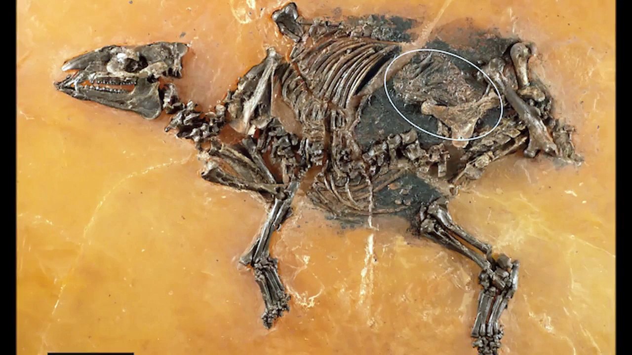 Baby Duck Billed Dinos Unearthed in 'Dragon's Tomb' Nest