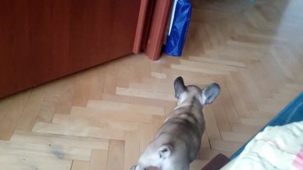 Most adorable one-sided battle of all time?