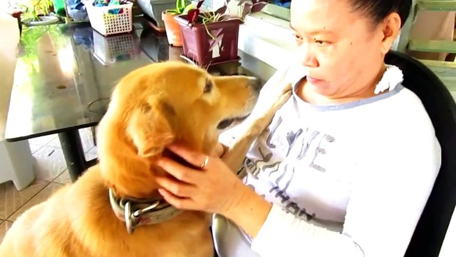 Sweet dog loves to give hugs