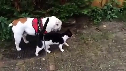 Bulldog finds himself a walking partner