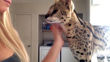 African wild cat says Mamma