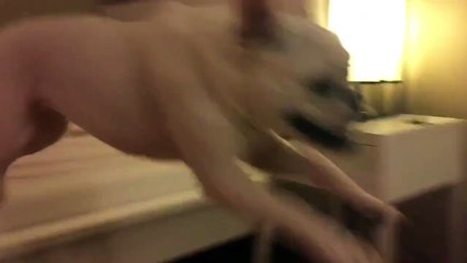 French Bulldog has perfect reaction for walk time