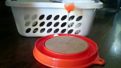 Cat chooses interesting way to play with new toy