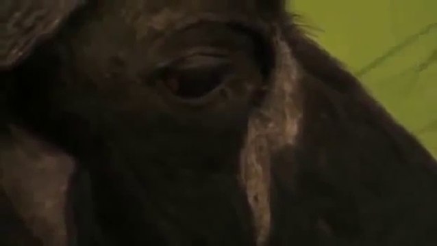 Life of Lions: Hunting, Fighting, Mating - Wild Animals Documentary