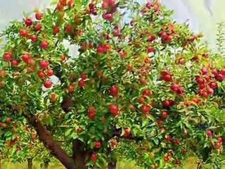 Evergreen Richard Clayderman