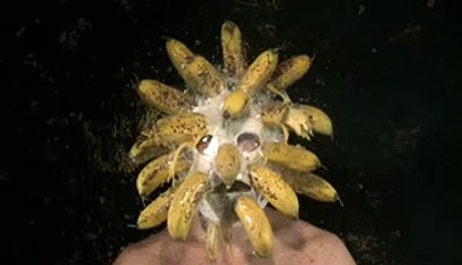 WTF ! Cabeza + platano + petardo